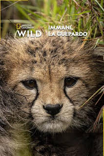 20:50: Immani, la guepardo | Nat Geo Wild | 2/22 2026