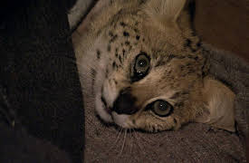 Cheetah Diaries: Crazy Like A Fox