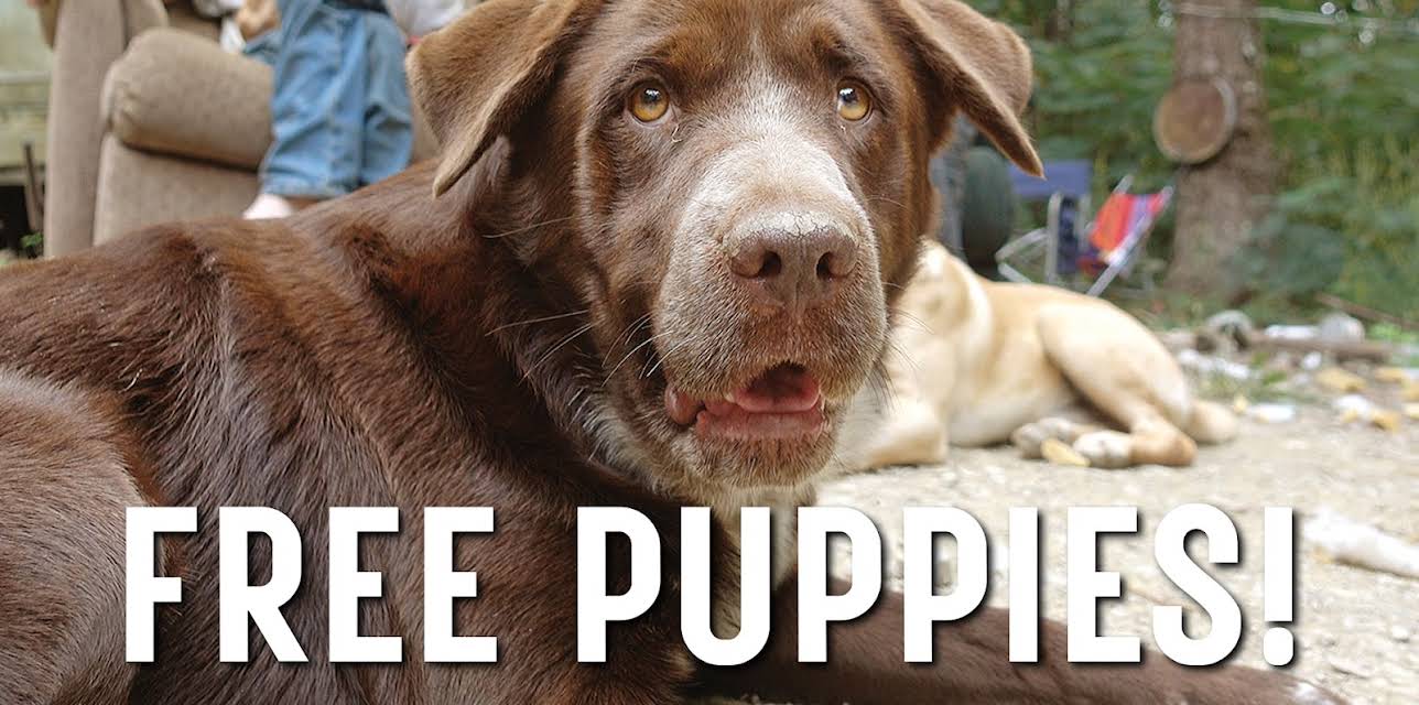 Free Puppies! (2022)