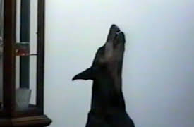 Funniest Pets and People: Snack Time