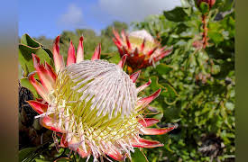 The Great Tours: African Safari: Africa's Trees, Plants, and Flowers