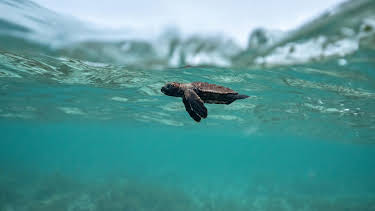 18:35: Wilde Trauminseln | Arte | 3/30 2026