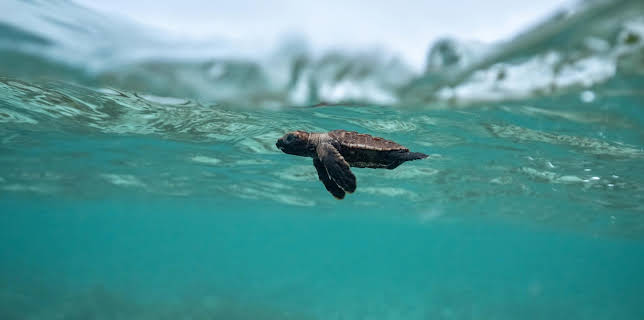 20:15: Expeditionen ins Tierreich | Radio Bremen | 3/11 2026