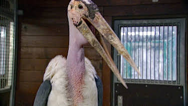 02:30: Elefant, Tiger & Co. (557) | MDR Fernsehen | 3/31 2026