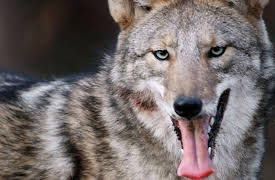 Race of Life: Natural Warriors