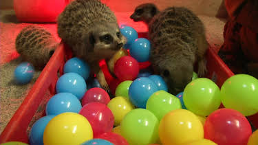 16:10: Elefant, Tiger & Co. (503) | Das Erste | 4/23 2026