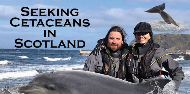 Seeking Cetaceans in Scotland (2021)