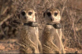 Meerkat Manor The Next Generation: To Have And To Have Not