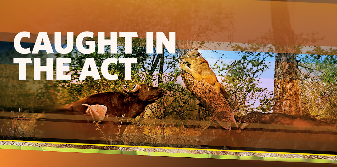 Caught in the Act, Season 1