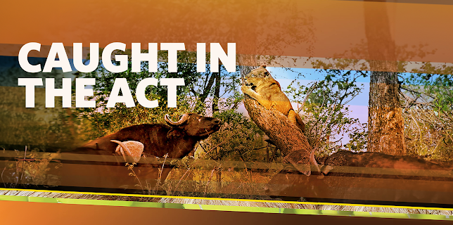 Caught in the Act, Season 1