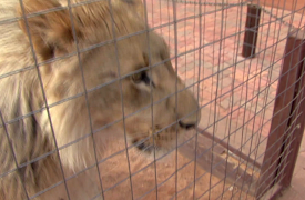 When Vacations Attack!: Episode 17