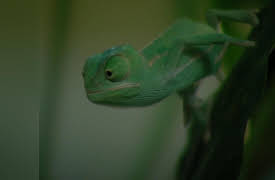 The Zoo: Ep 105 - Episode 105