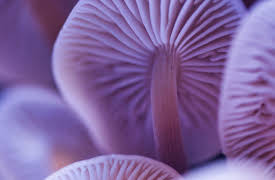 Creativity and Your Brain: Can Drugs Open Up the Creative Brain?