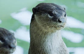 Otter Dynasty: River of Revenge