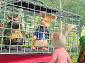 Peter Rabbit