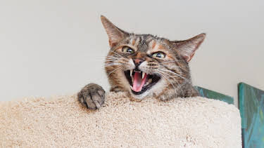 16:00: My Cat From Hell (S5 E15) (S5) | Animal Planet | 4/15 2026