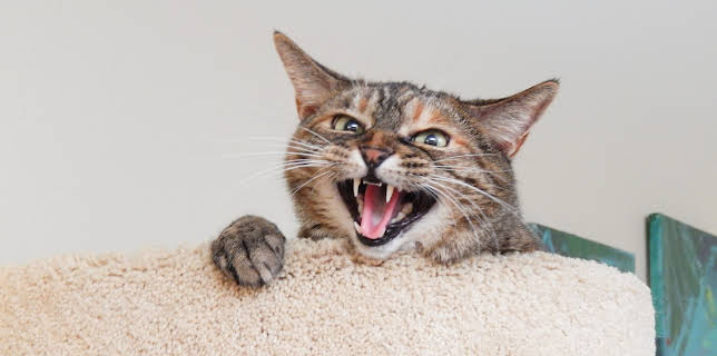 16:00: My Cat From Hell (S5 E15) (S5) | Animal Planet | 11/17 2025