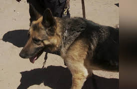 Law on the Border Season 1: Allies and Informants