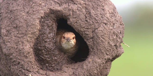 16:20: Tierische Superbauten (1/3) | 3SAT | 1/12 2026