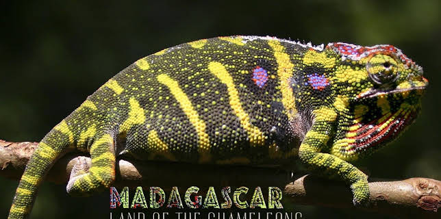 Madagascar: Land of the Chameleons (2012)