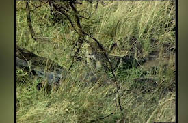 Big Cat Diary Series 1: Episode 2