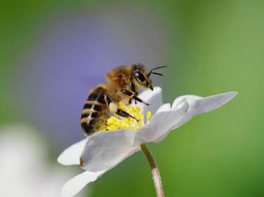 04:25: Ziemlich wilde Bienen | SWR Fernsehen RP | 5/4 2026