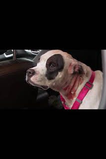 20:25: El Increíble Doctor Pol: Manejando el peligro | Nat Geo Wild | 3/31 2026