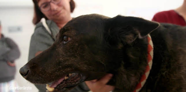 10:20: Die Tierärzte - Retter mit Herz (38) | WDR Fernsehen | 3/4 2026