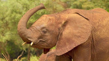 12:20 PM: Hamza Loves Animals: Africa (S1) | Cbeebies | 6/27 2026