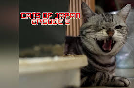 Cats of Japan: The Cats and the Bunny
