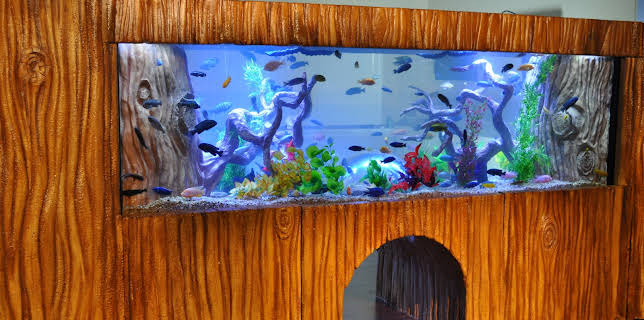 01:30: Tanked (S3 E12) (S3) | Animal Planet | 1/15 2026