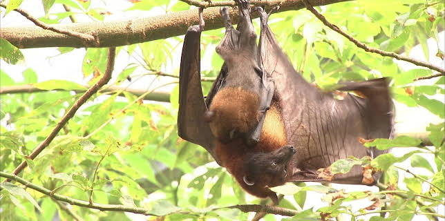 03:20: Elefant, Tiger & Co. (556) | MDR Fernsehen | 3/27 2026