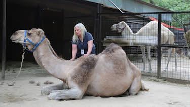 06:50: The Zoo (S3 E2) (S3) | Animal Planet | 5/19 2026