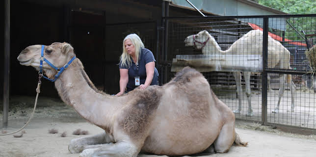 20:00: The Zoo (S3 E2) (S3) | Animal Planet | 1/10 2026