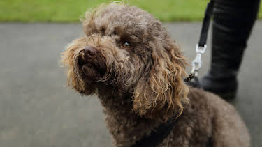 4:00 PM: The Supervet: Noel Fitzpatrick (S7 E7) (S7) | W | 12/27 2025