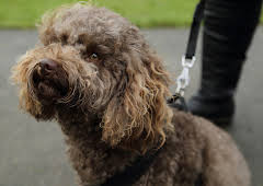 The Supervet: Noel Fitzpatrick