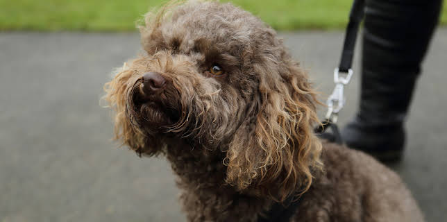 3:00 PM: The Supervet: Noel Fitzpatrick (S7 E7) (S7) | W | 2/22 2026