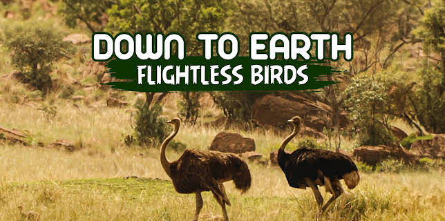 Down To Earth Flightless Birds (2024)