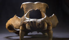 Das Eiszeit-Rätsel - Warum starben die Riesentiere aus?