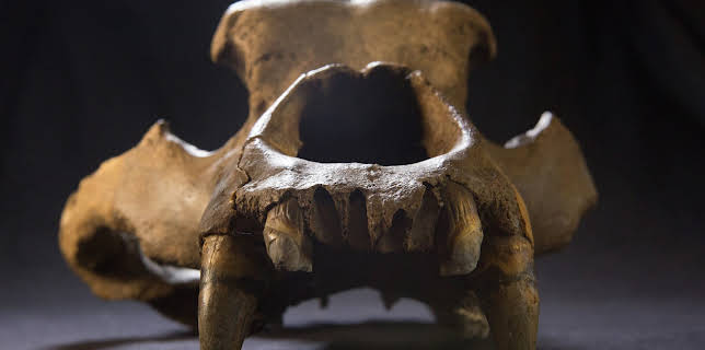 10:10: Das Eiszeit-Rätsel - Warum starben die Riesentiere aus? | ZDFneo | 11/9 2025