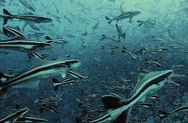 How Did They Fix That? Season 1: Deep Sea Fish Farm