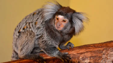 17:10: Seehund, Puma & Co. (150) | Radio Bremen | 4/28 2026