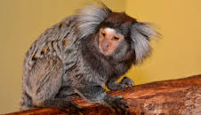 Seehund, Puma & Co. (150)