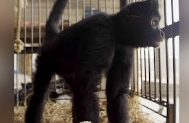 Dodo Heroes: Courage Up Close: Pepe Heads to His Forever Home