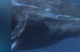 Nature's Strangest Mysteries: Solved Season 1: Held Hostage by a Humpback