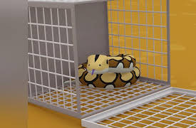 Leo The Wildlife Ranger: Reticulated Python