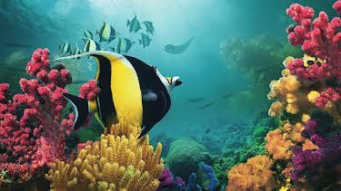 5:35 PM: Asia (S1) | BBC One Channel Islands | 1/18 2026