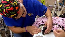 Dyrlegen i Rocky Mountain (S2 E2)