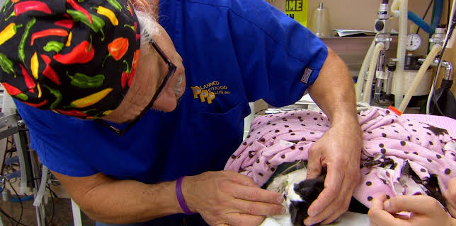 15:00: Dyrlegen i Rocky Mountain (S2 E2) (S2) | Animal Planet | 11/4 2025