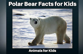 Animals for Kids: Polar Bear Facts for Kids